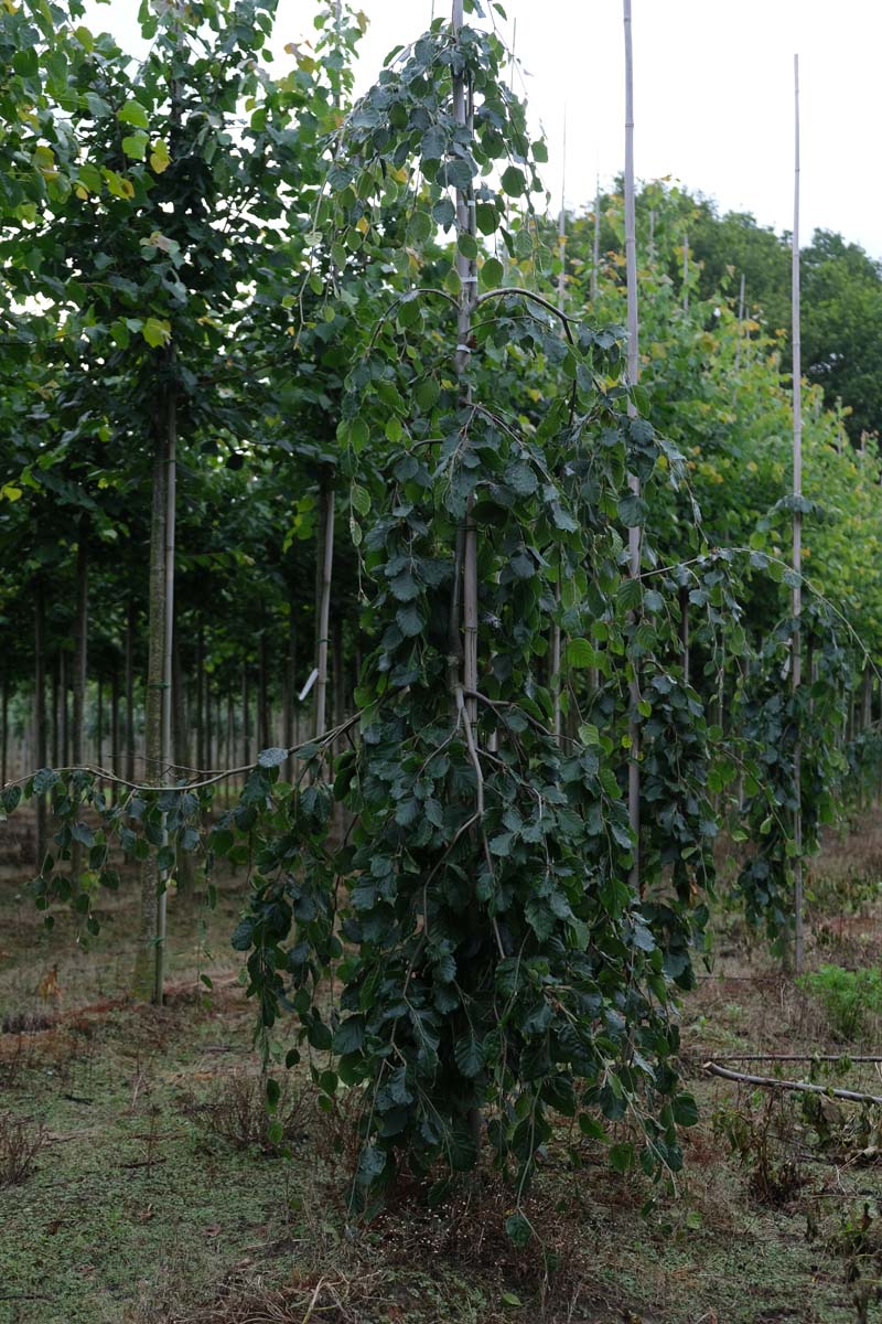 Fagus sylvatica 'Pendula' op stam geveerd