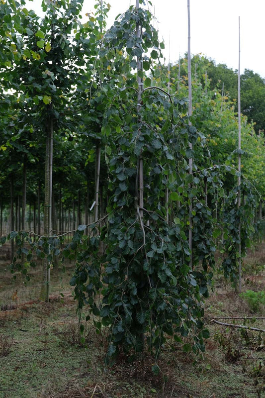 Fagus sylvatica 'Pendula' op stam geveerd