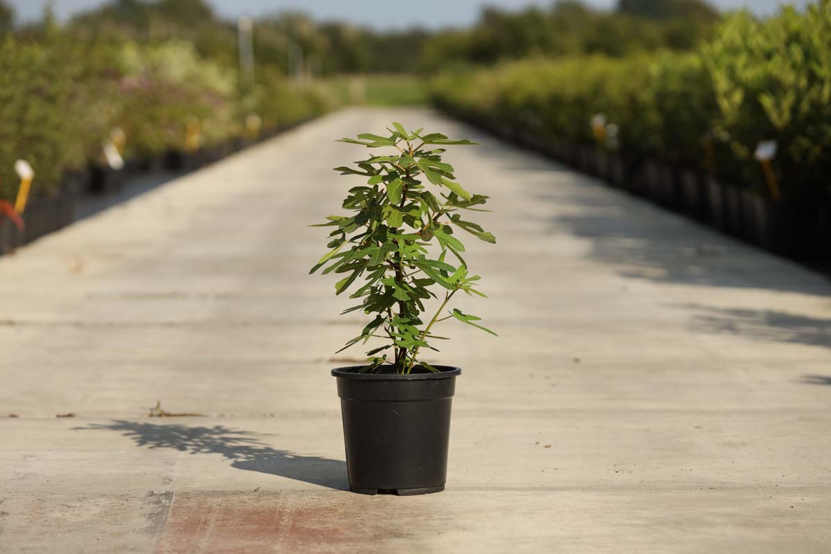 Ficus carica 'Rouge de Bordeaux' Tuinplanten struik