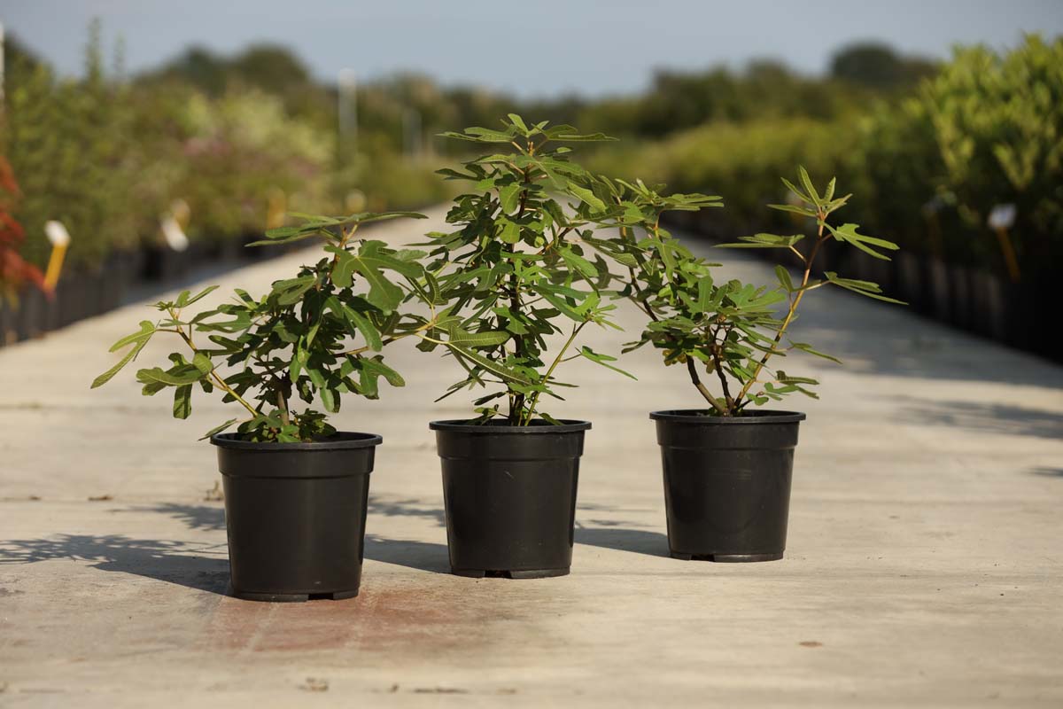 Ficus carica 'Rouge de Bordeaux' Tuinplanten struik