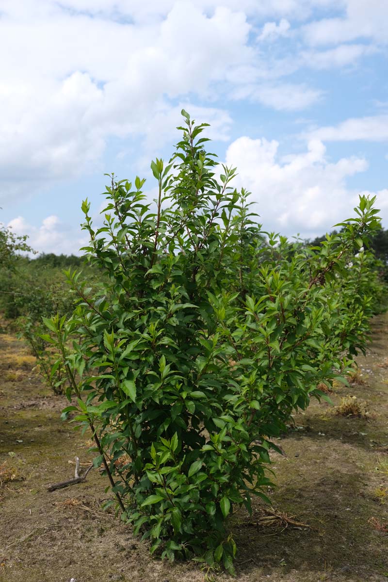 Forsythia intermedia 'Lynwood' meerstammig / struik struik