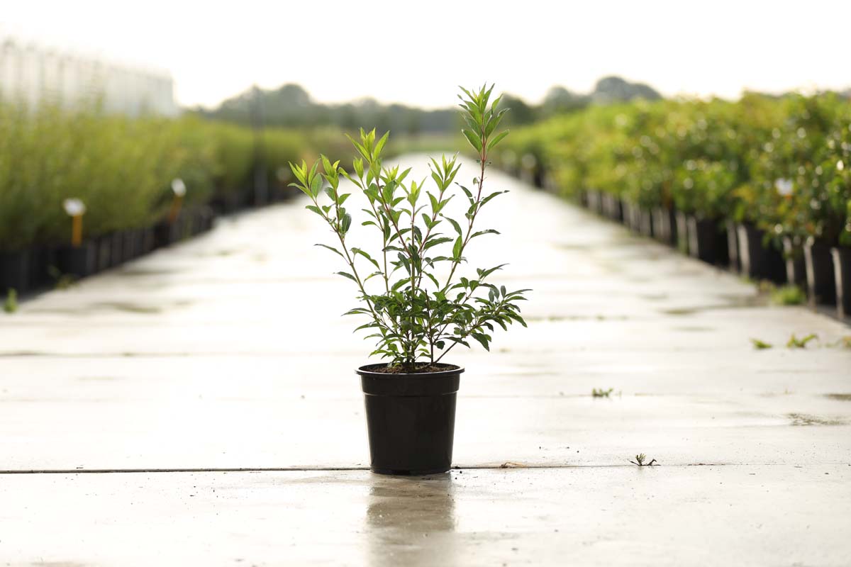 Forsythia intermedia 'Goldzauber' struik