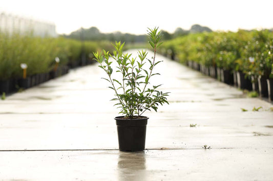 Forsythia intermedia 'Goldzauber' struik