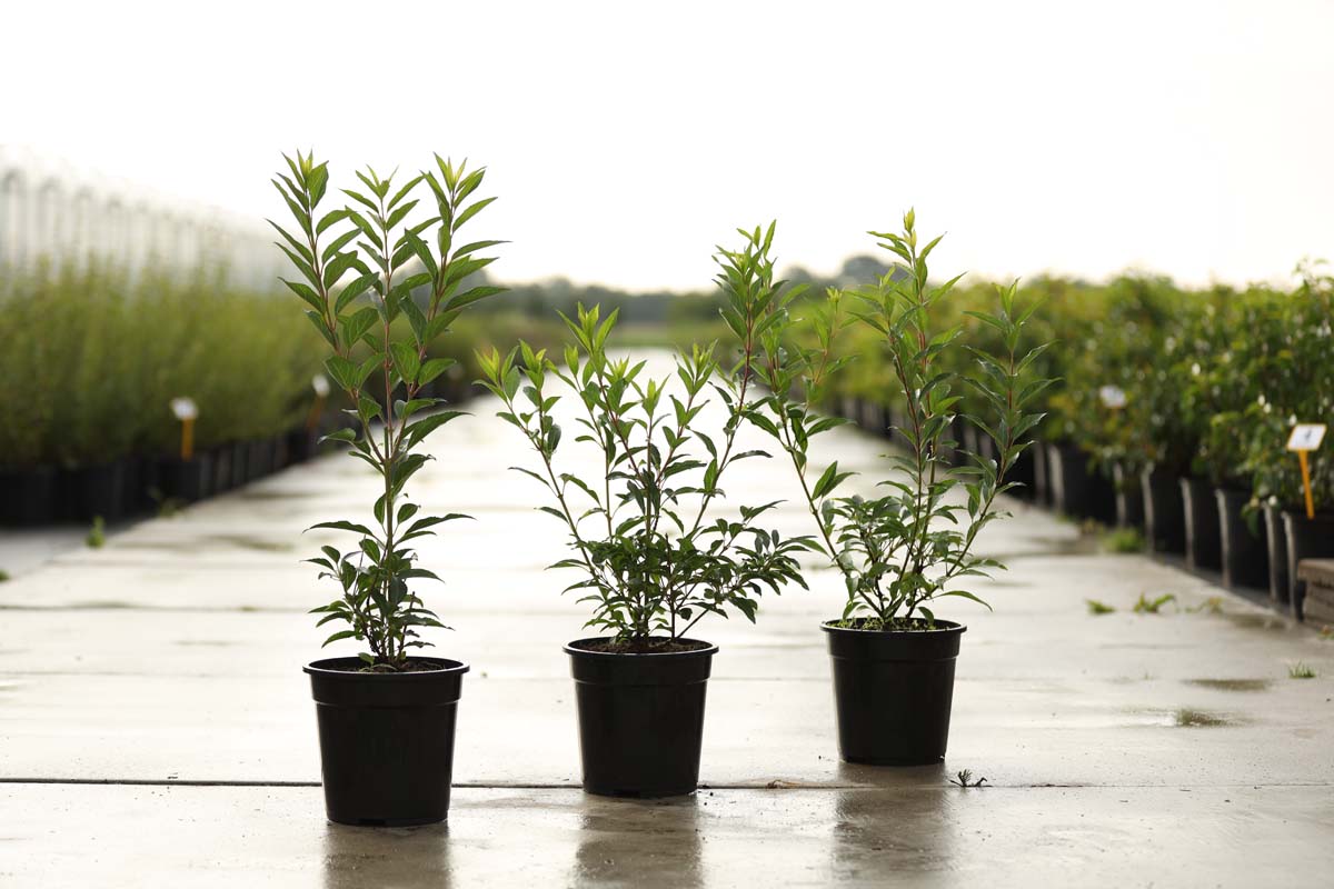 Forsythia intermedia 'Goldzauber' struik