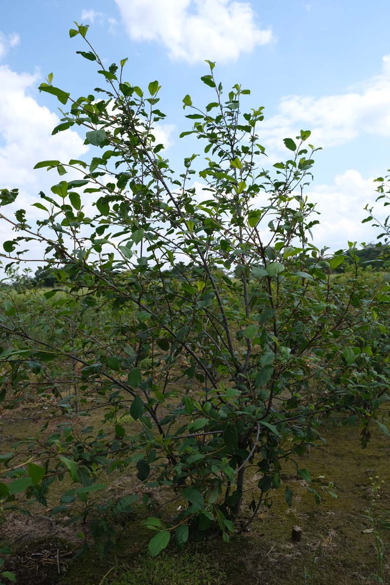 Frangula alnus meerstammig / struik struik