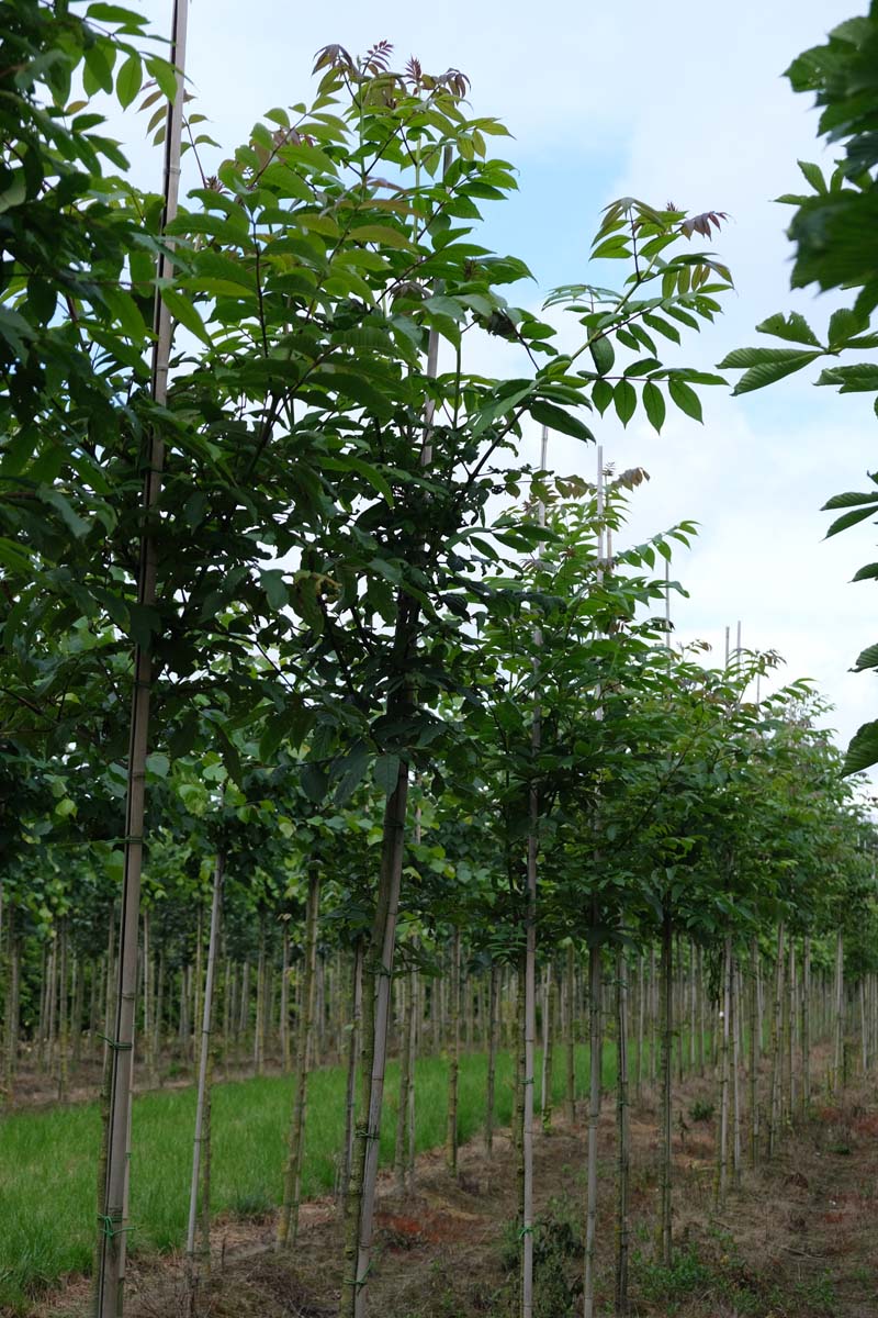 Fraxinus mandshurica op stam op stam