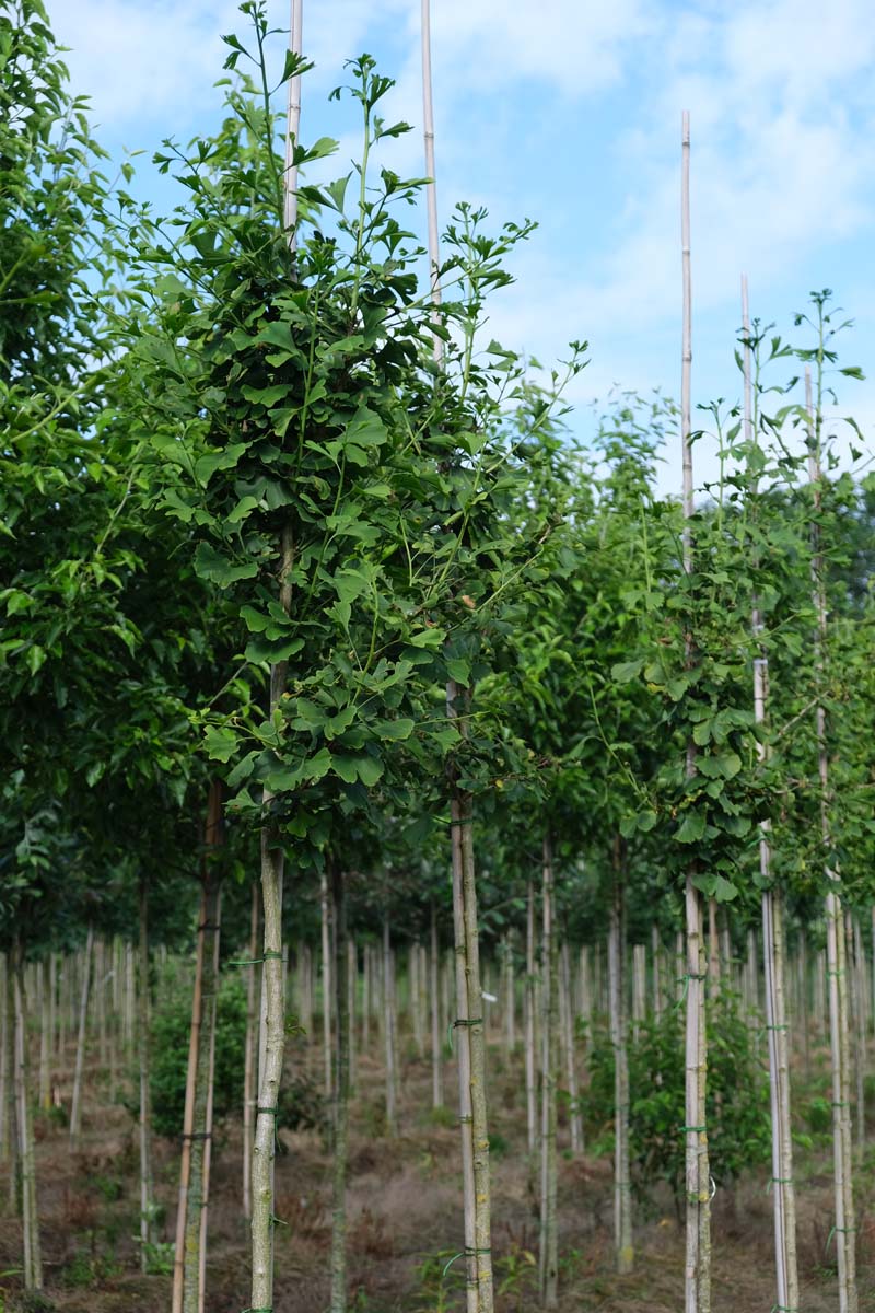 Ginkgo biloba op stam op stam