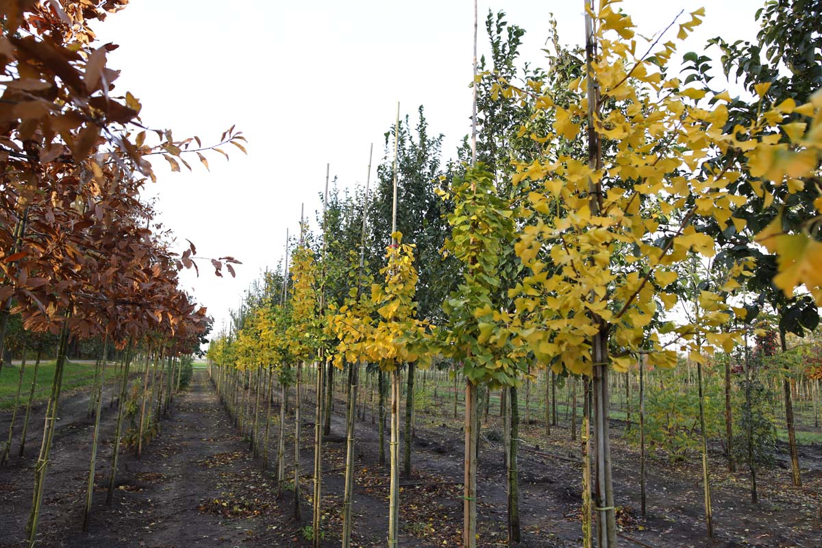 Ginkgo biloba op stam op stam