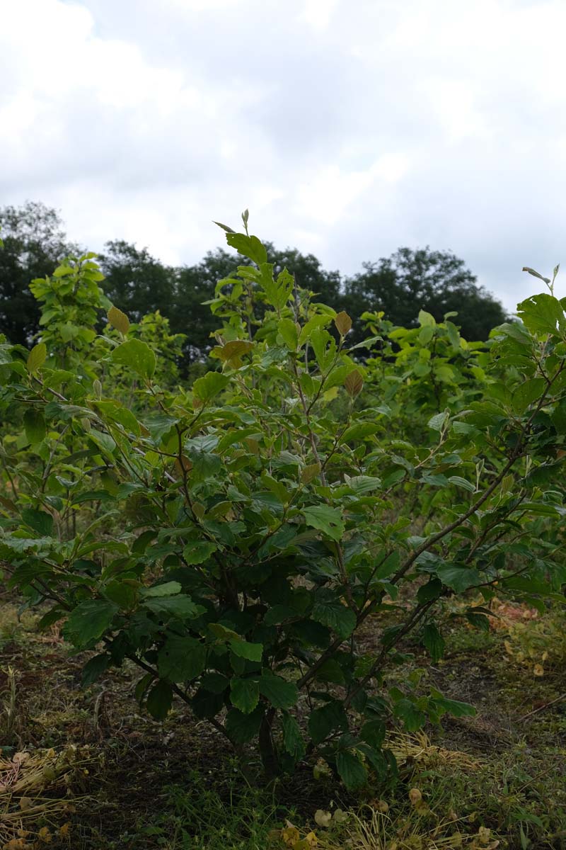 Hamamelis intermedia 'Jelena' meerstammig / struik struik