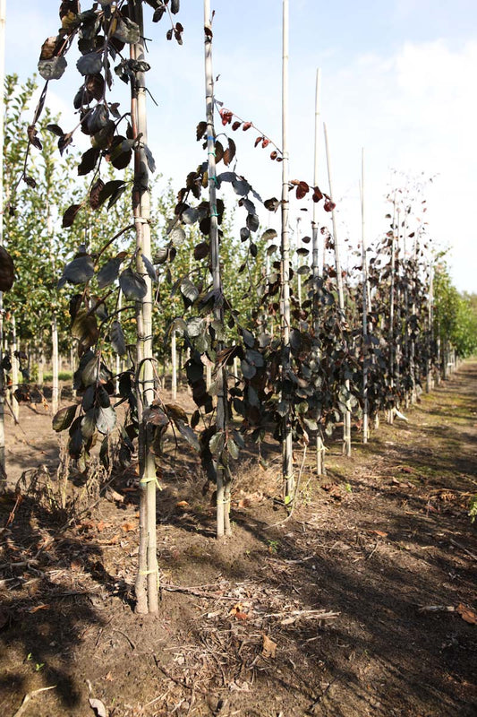 Fagus sylvatica 'Purple Fountain' op stam geveerd