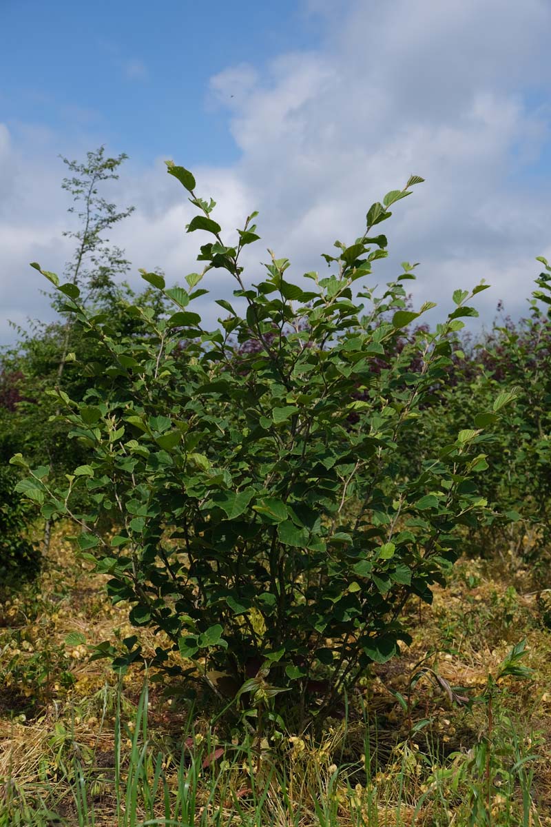 Hamamelis intermedia 'Ruby Glow' meerstammig / struik struik