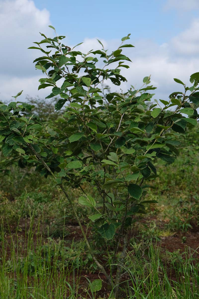 Hamamelis intermedia 'Westerstede' meerstammig / struik struik