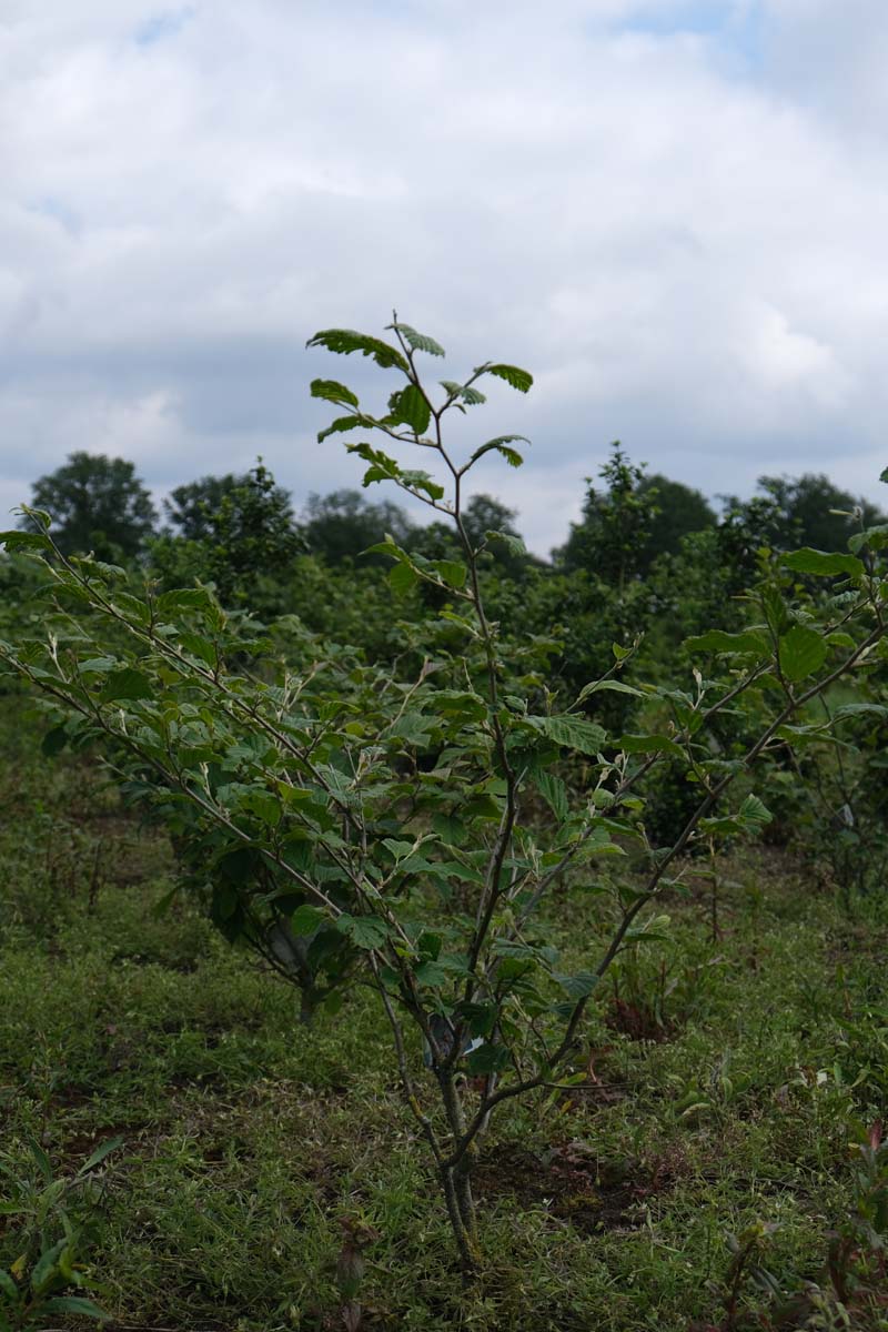 Hamamelis intermedia 'Diane' meerstammig / struik struik