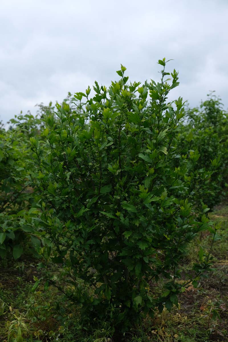 Hibiscus syriacus 'Oiseau Bleu' meerstammig / struik struik