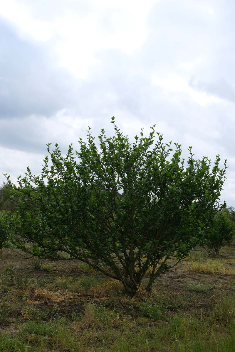 Hibiscus syriacus 'Flogi' meerstammig / struik struik