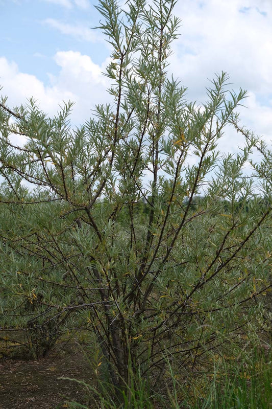 Hippophae rhamnoides meerstammig / struik struik