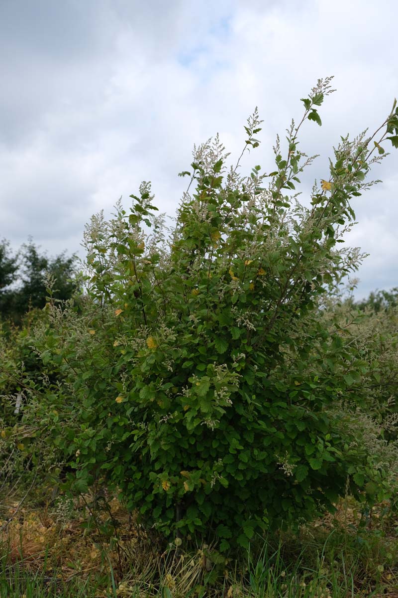 Holodiscus discolor meerstammig / struik struik