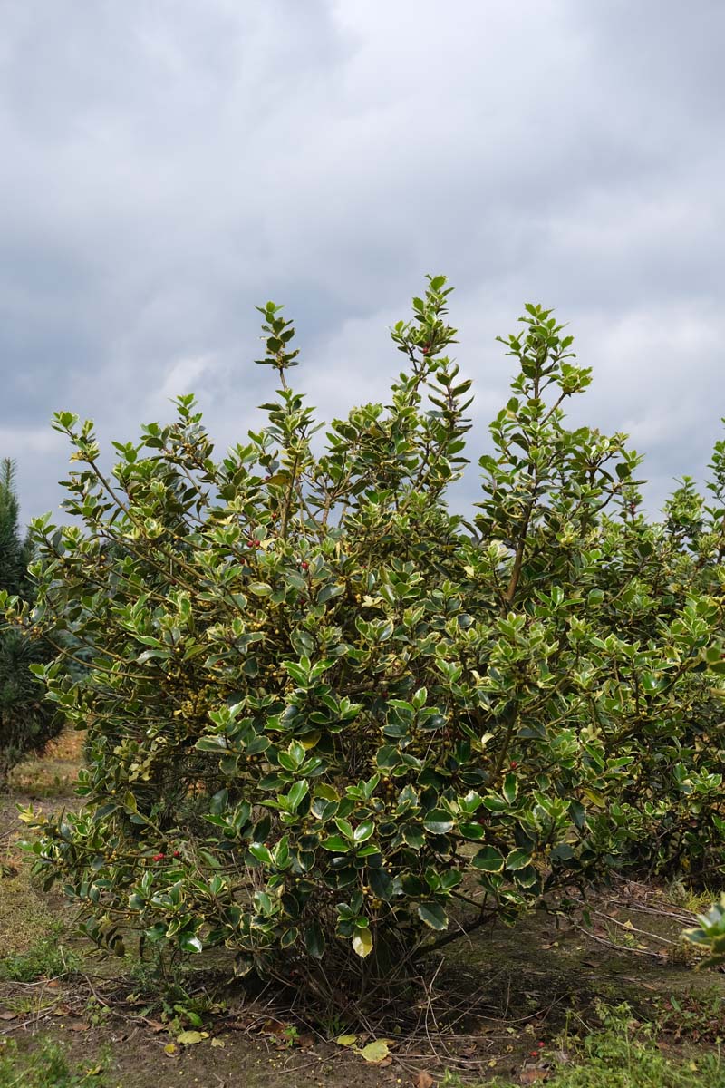Ilex aquifolium 'Aurea Marginata' meerstammig / struik struik