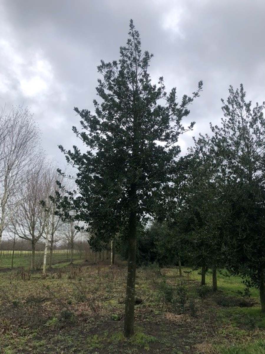 Ilex 'Nellie R. Stevens' solitair solitair