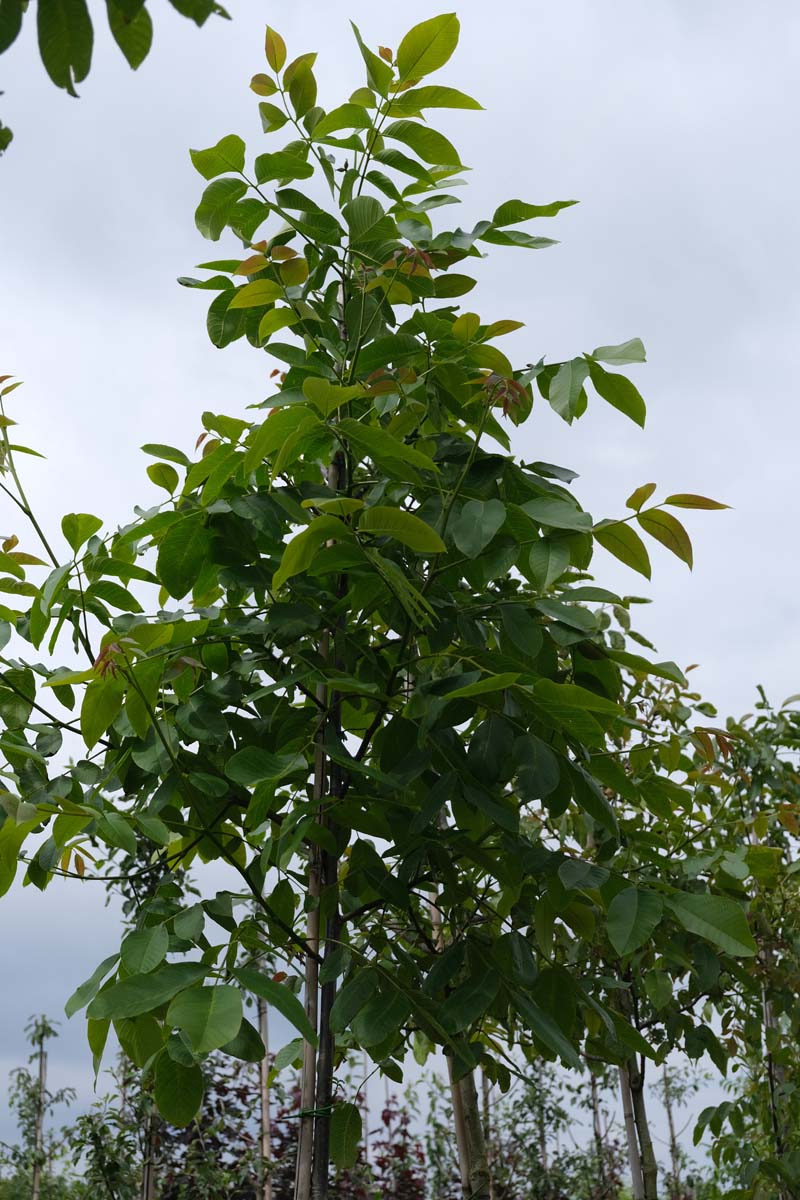 Juglans regia op stam op stam