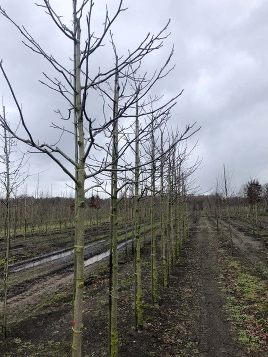 Juglans regia op stam op stam