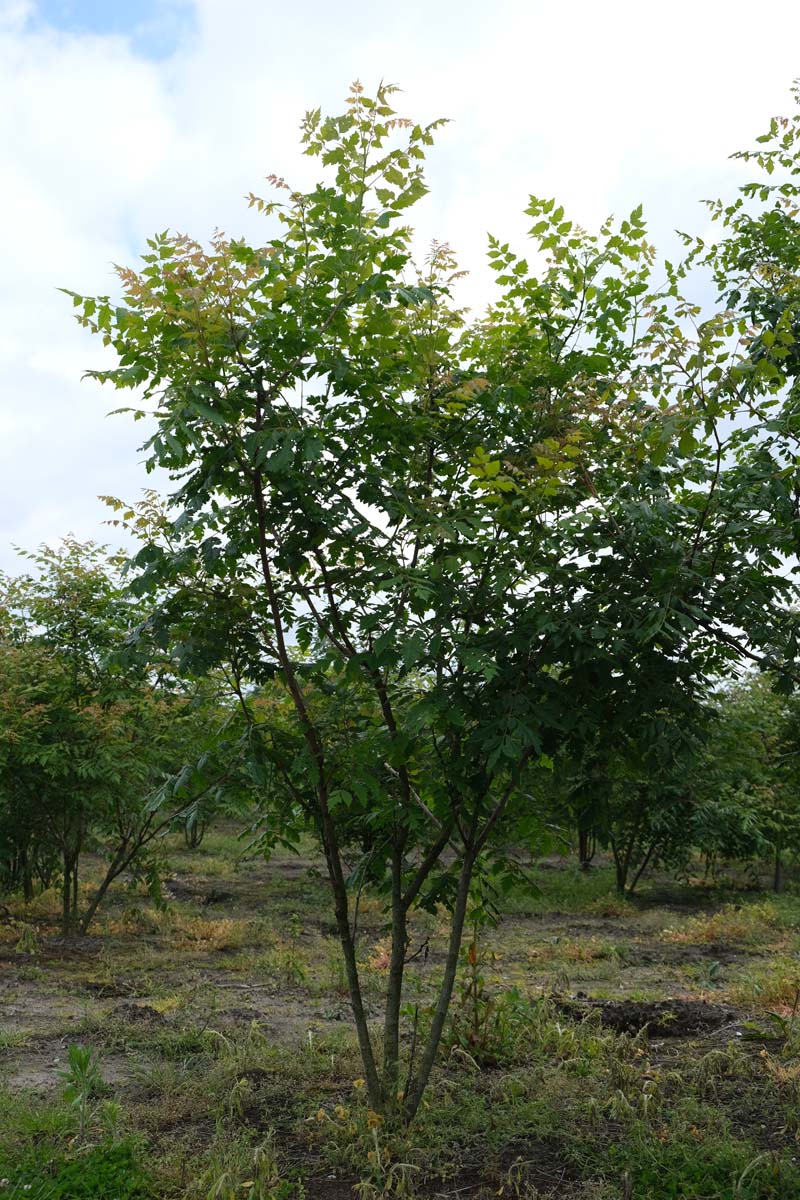 Koelreuteria paniculata meerstammig / struik meerstammig