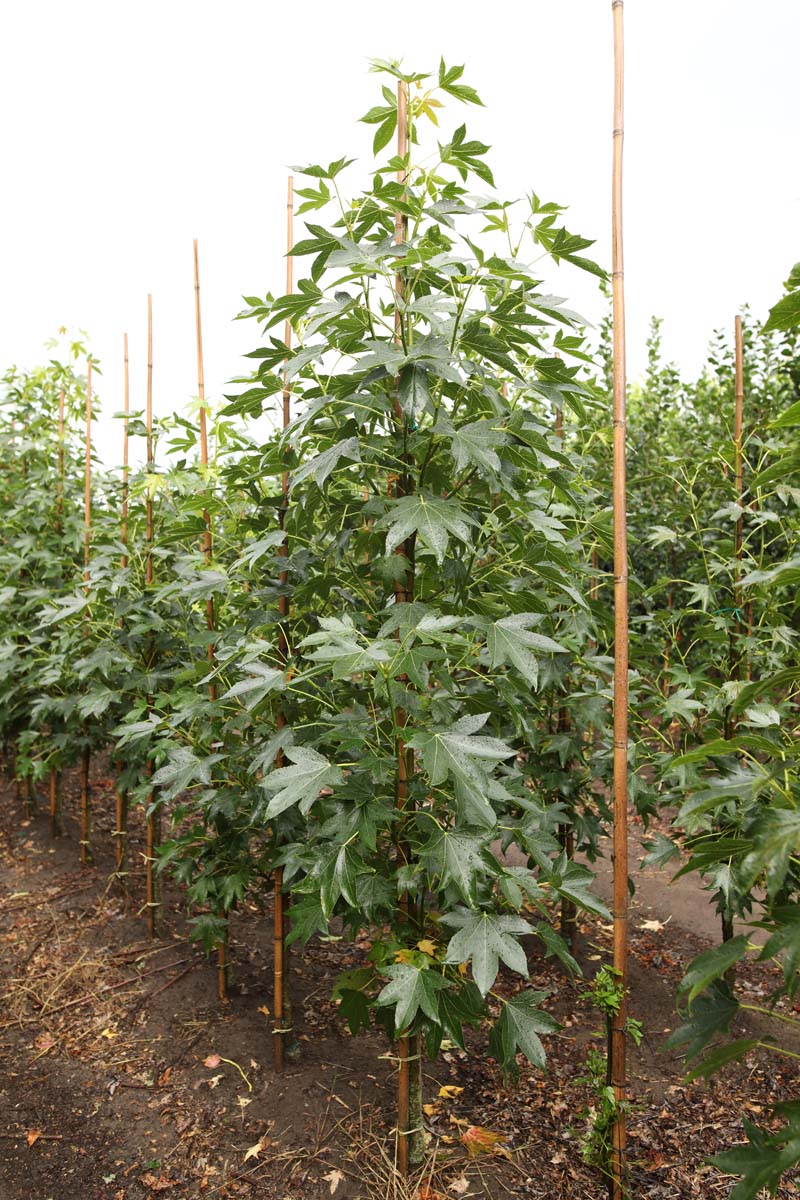 Liquidambar styraciflua 'Paarl' op stam op stam