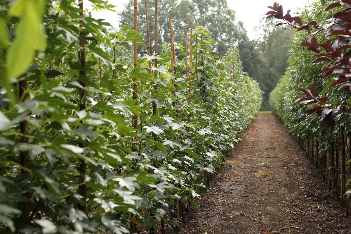 Liquidambar styraciflua 'Paarl' op stam op stam