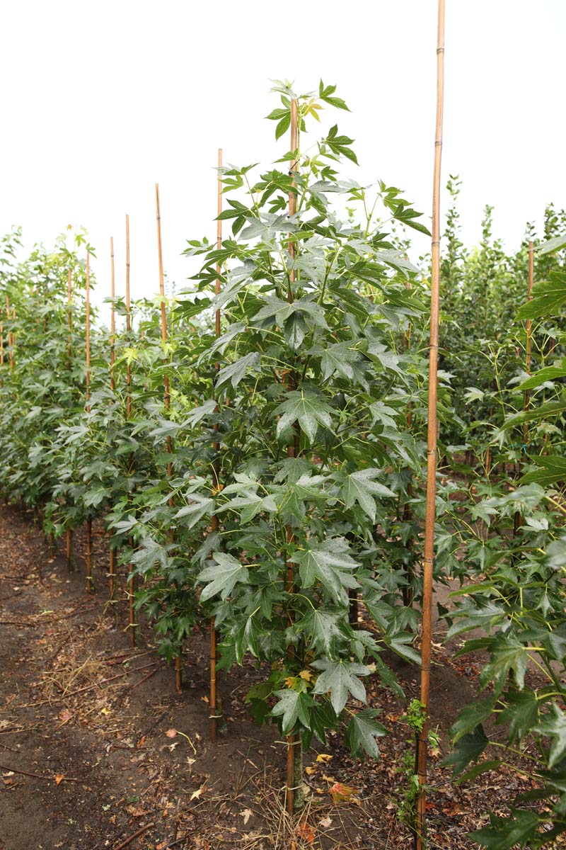 Liquidambar styraciflua 'Paarl' op stam op stam