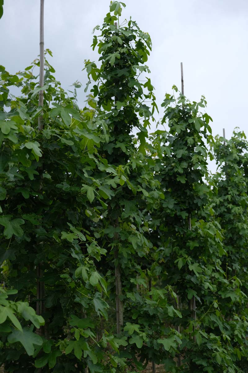 Liquidambar styraciflua 'Rotundiloba' op stam op stam