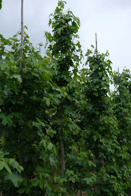 Liquidambar styraciflua 'Rotundiloba' op stam op stam