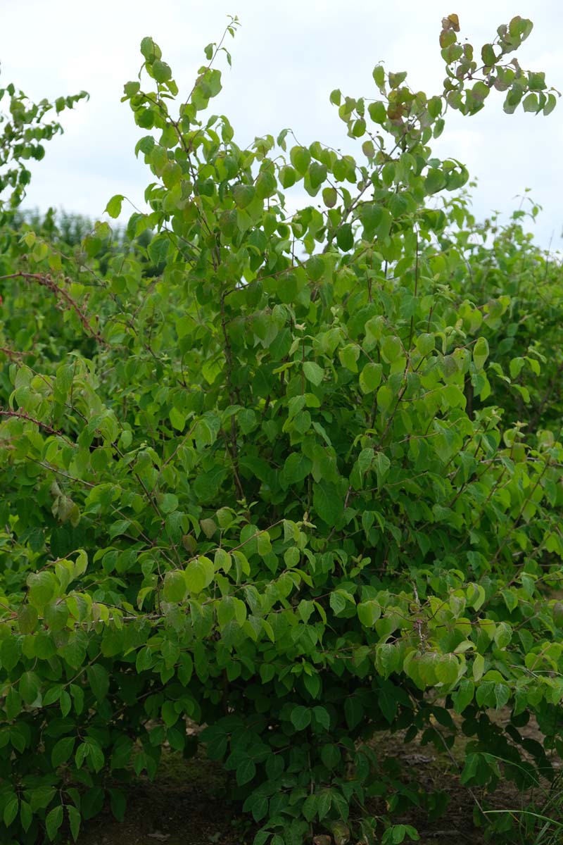 Lonicera xylosteum meerstammig / struik struik