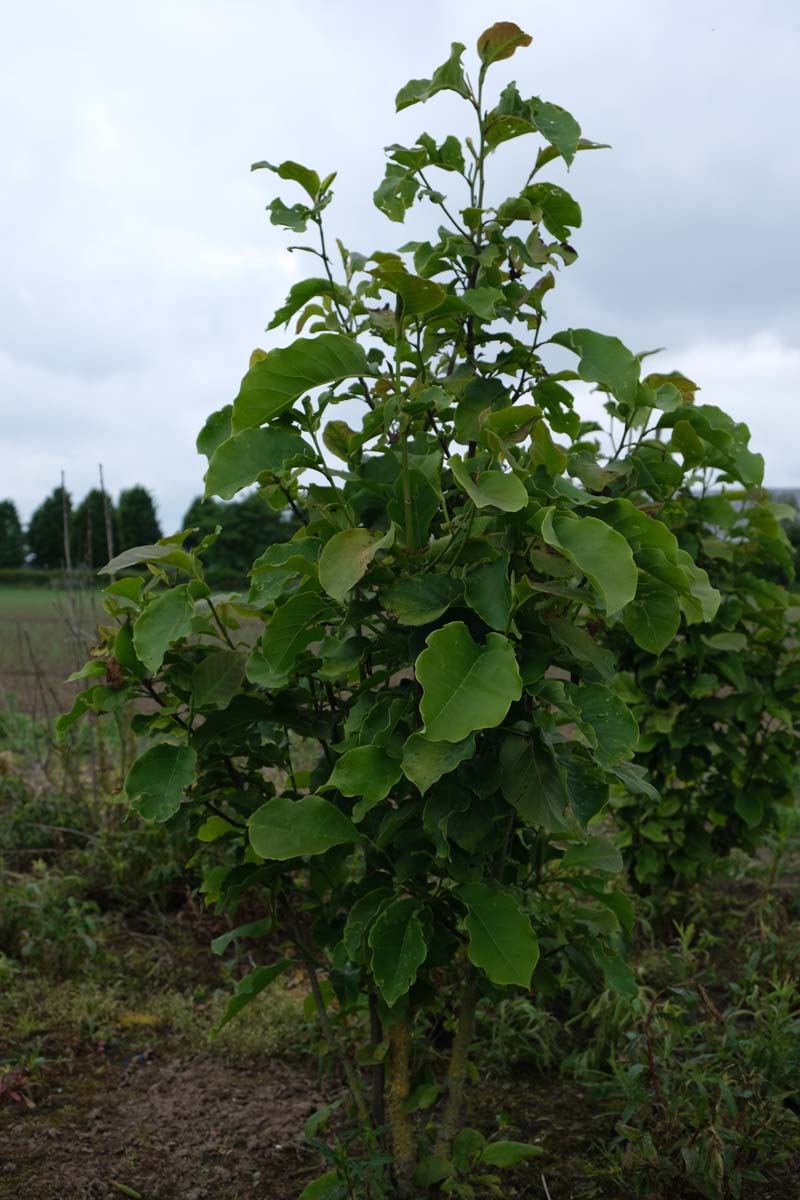 Magnolia 'Black Beauty' meerstammig / struik meerstammig