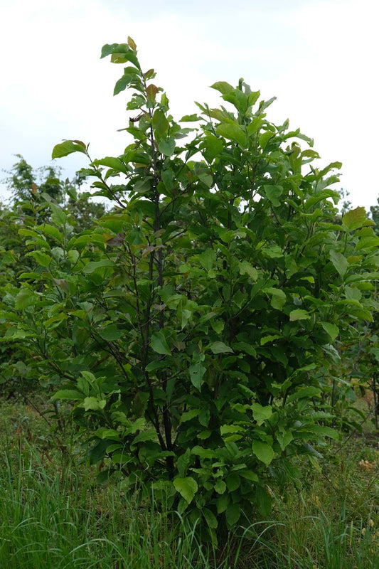 Magnolia 'Spectrum' meerstammig / struik meerstammig