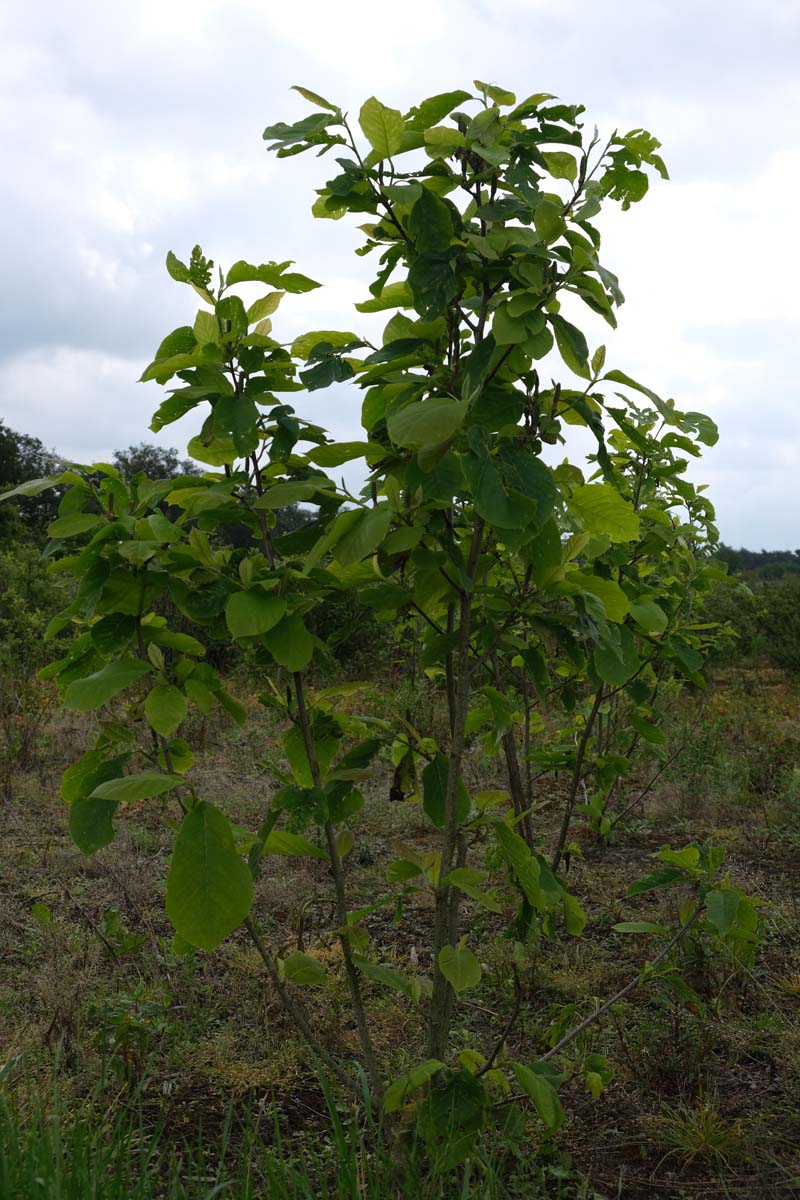 Magnolia 'Yellow Fever' meerstammig / struik meerstammig