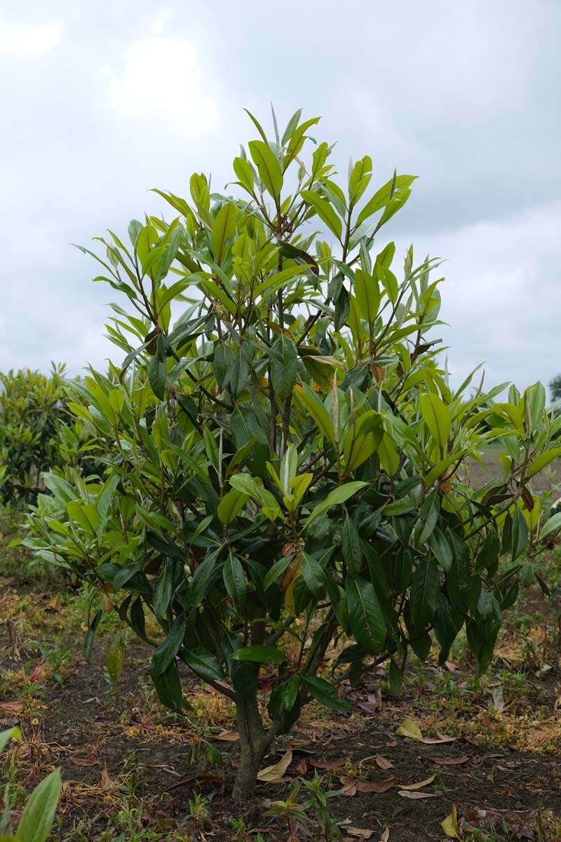 Magnolia grandiflora 'Galissonnière' meerstammig / struik meerstammig