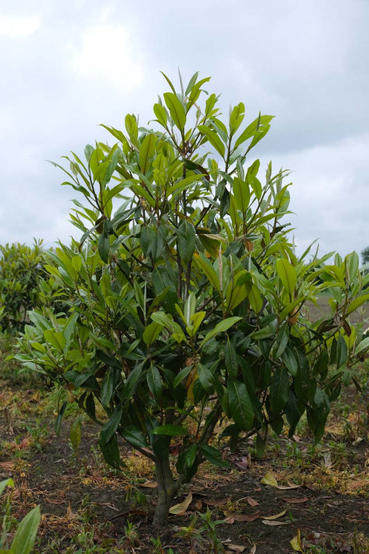 Magnolia grandiflora 'Galissonnière' meerstammig / struik meerstammig