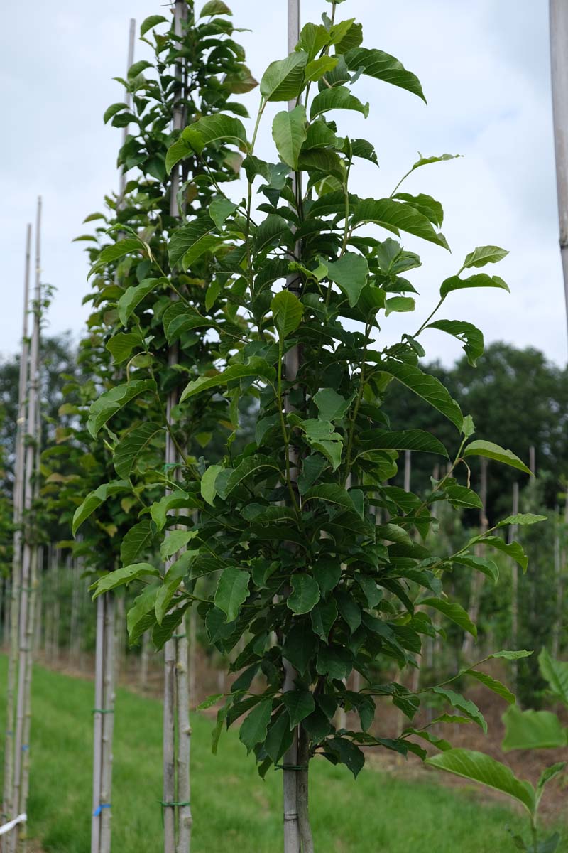 Magnolia kobus op stam op stam