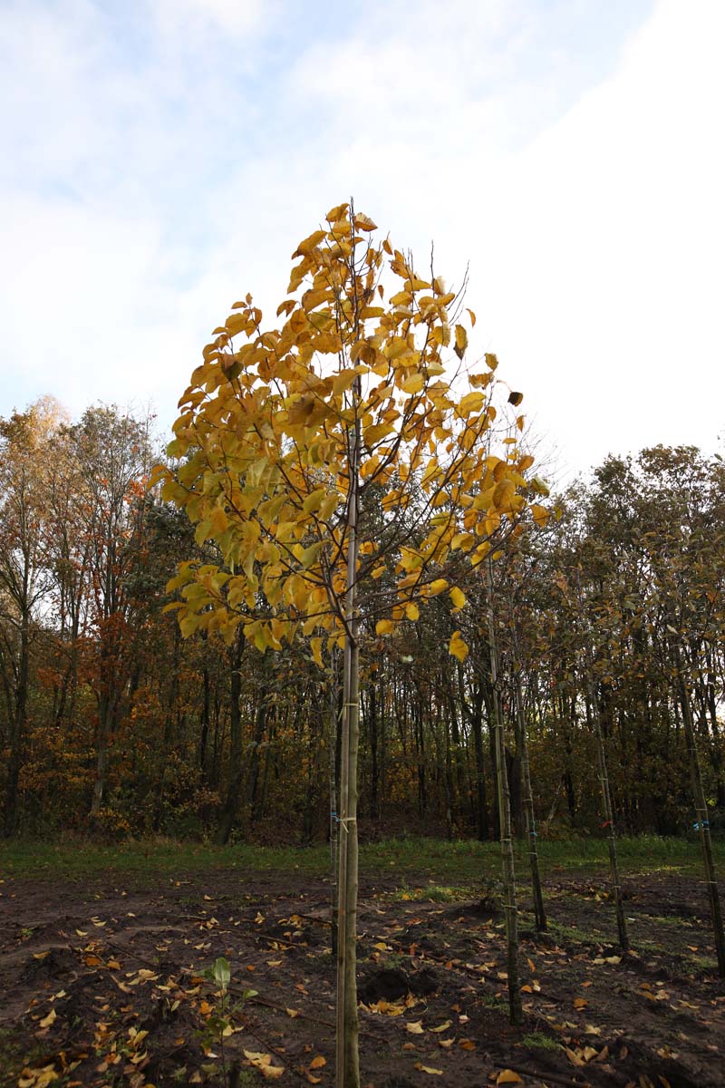 Magnolia kobus op stam op stam