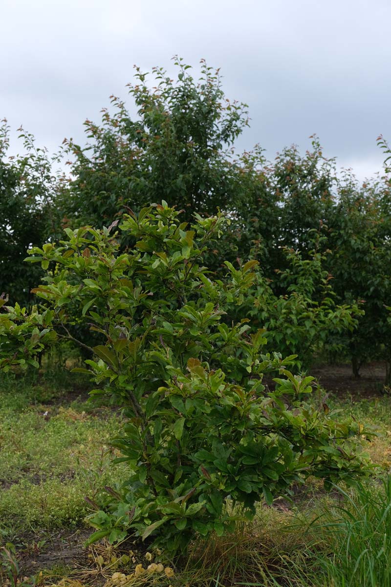 Magnolia loebneri 'Leonard Messel' meerstammig / struik meerstammig