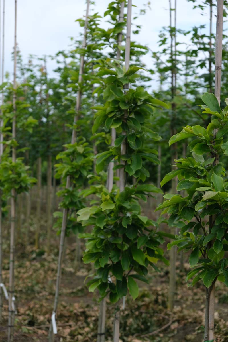 Magnolia 'Red Lucky' op stam op stam