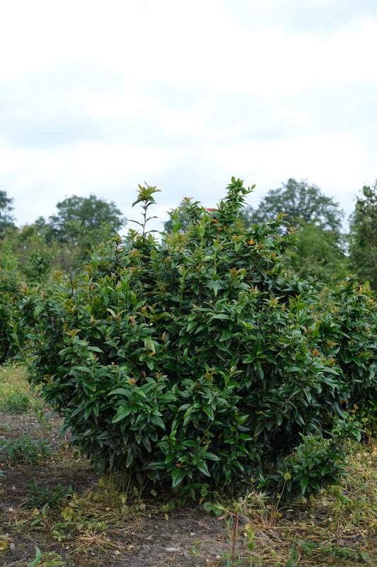 Mahoberberis 'Dart's Desire' meerstammig / struik struik