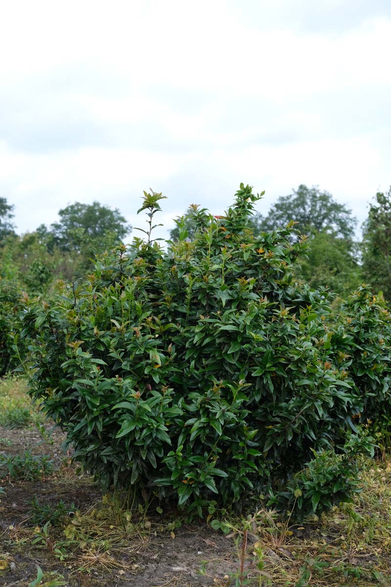 Mahoberberis 'Dart's Desire' meerstammig / struik struik