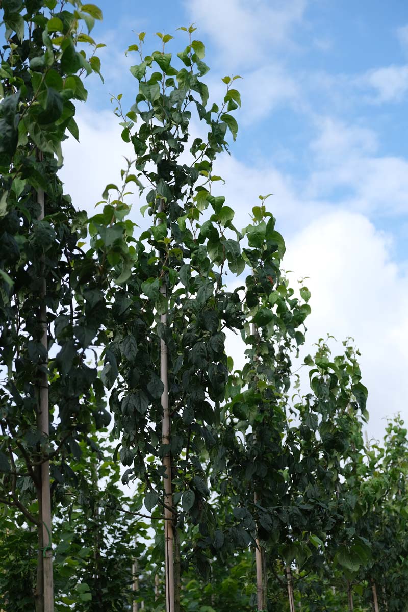 Malus baccata 'Street Parade' op stam op stam