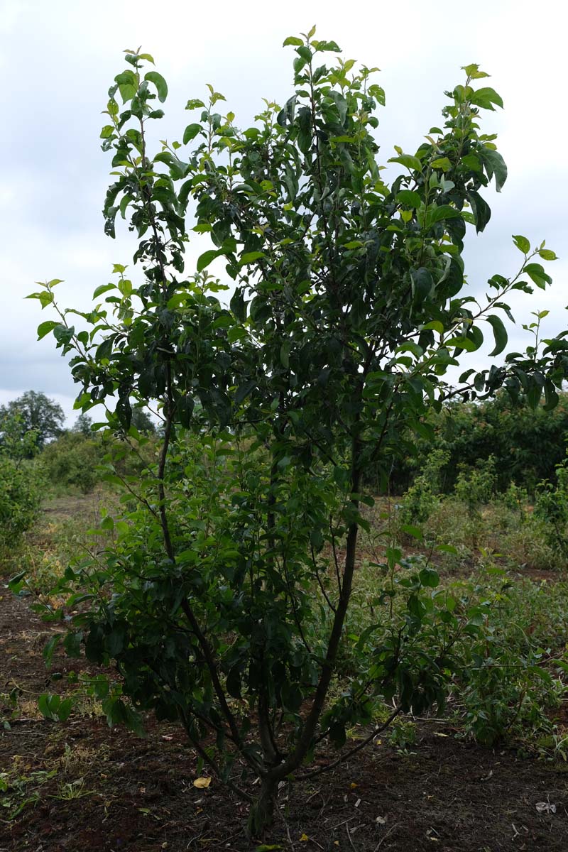 Malus toringo 'Brouwers Beauty' meerstammig / struik meerstammig