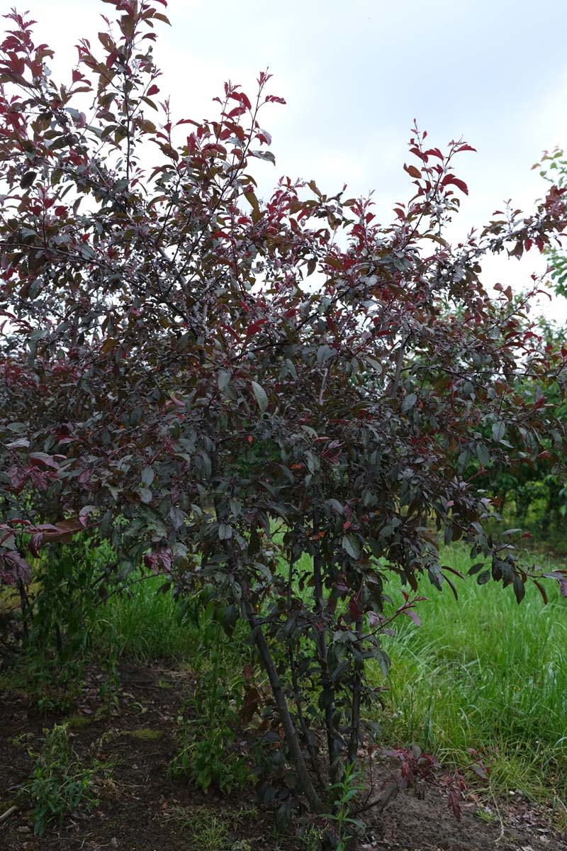 Malus toringo 'Freja' meerstammig / struik meerstammig