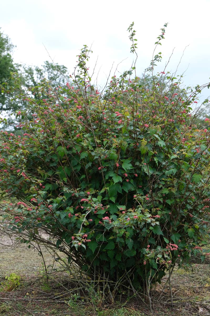 Neillia affinis meerstammig / struik struik