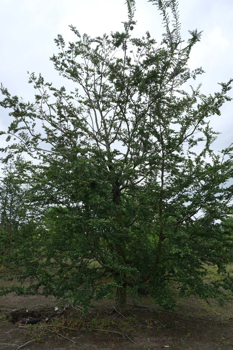 Nothofagus antarctica solitair solitair