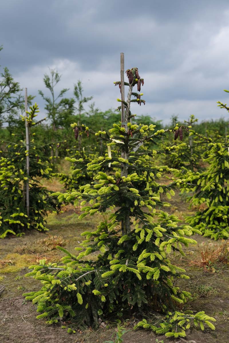 Picea orientalis 'Aureospicata' solitair