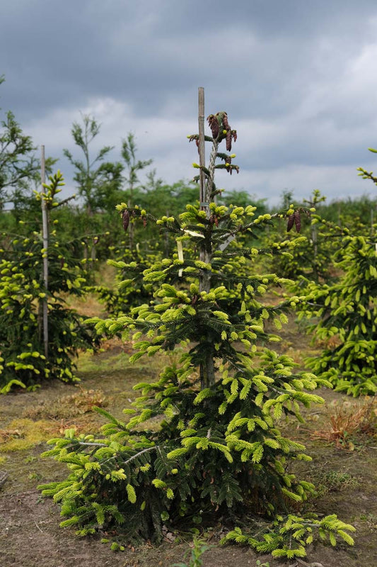 Picea orientalis 'Aureospicata' solitair